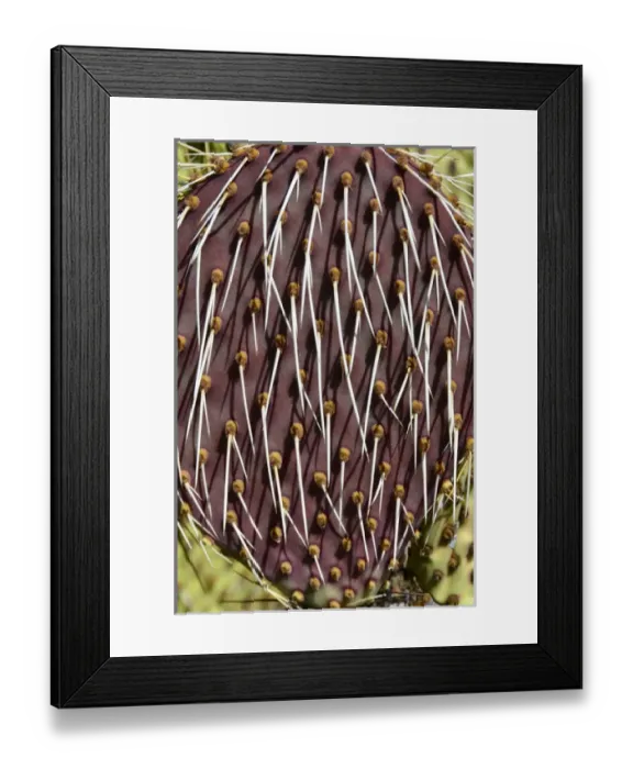 Framed Print : Isla de Espiritu Santo, Baja, Mexico, Opuntia chlorotica, single prickly pear leaf