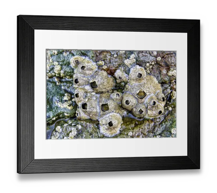 Framed Print : Isla de Espiritu Santo, Baja, Mexico, Wet barnacles and colored rock in tide pool