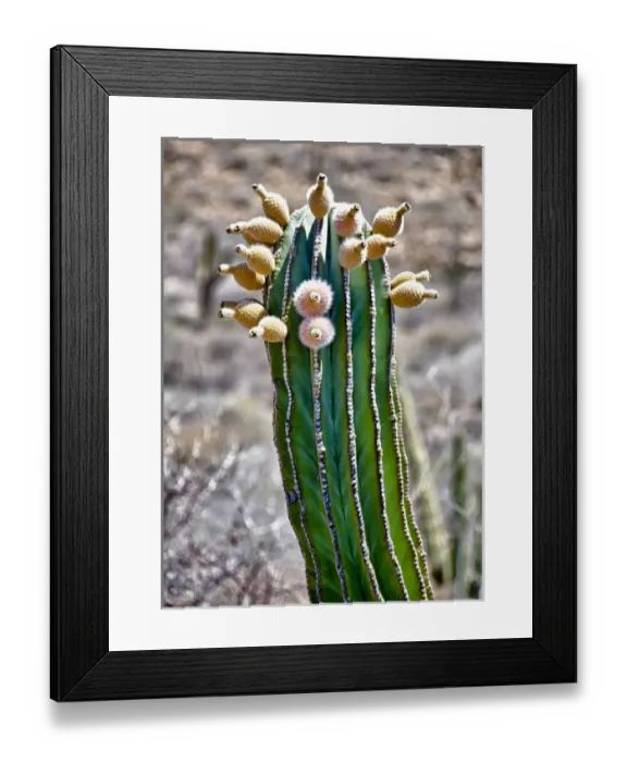 Framed Print : Isla de Espiritu Santo, Baja, Mexico, Pachycereus pringlei, cardo n cactus with fruit
