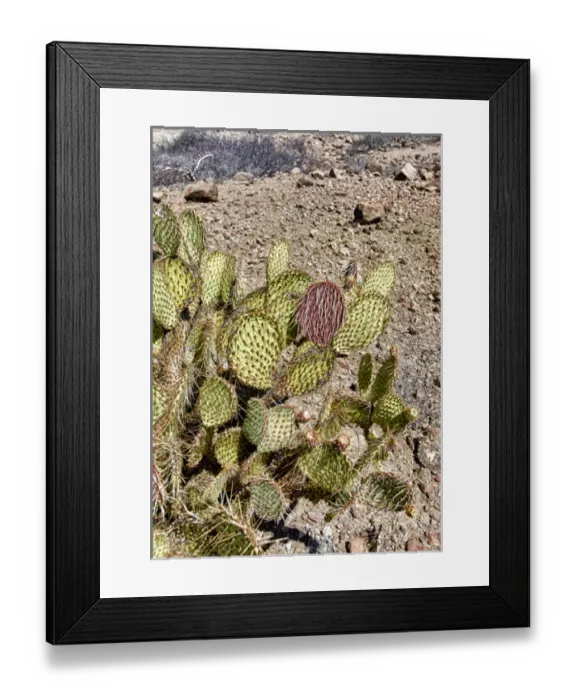 Framed Print : Isla de Espiritu Santo, Baja, Mexico, Opuntia chlorotica, prickly pear Framed Print : Isla de Espiritu Santo, Baja, Mexico, Opuntia chlorotica, prickly pear