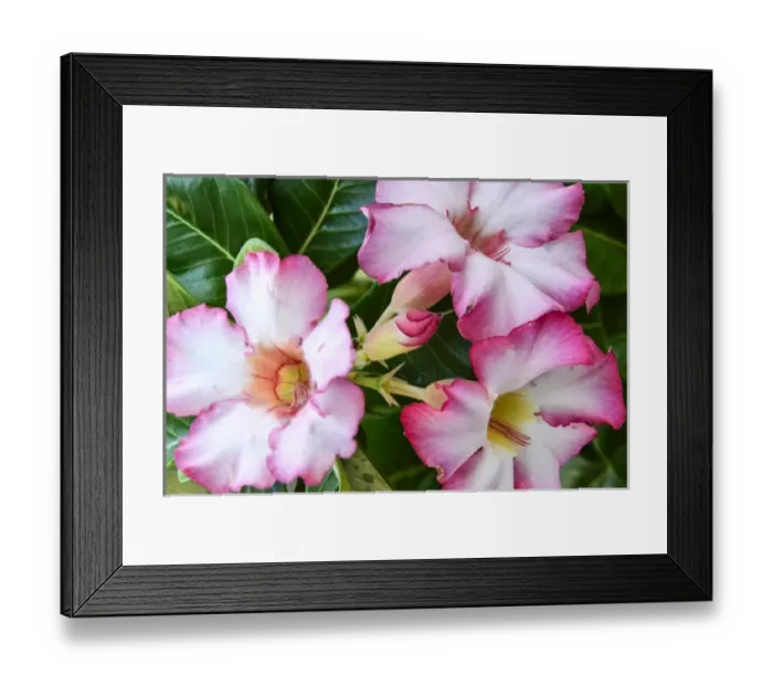 Framed Print : LaPaz, Baja, Mexico, Tropical flowers Framed Print : LaPaz, Baja, Mexico, Tropical flowers