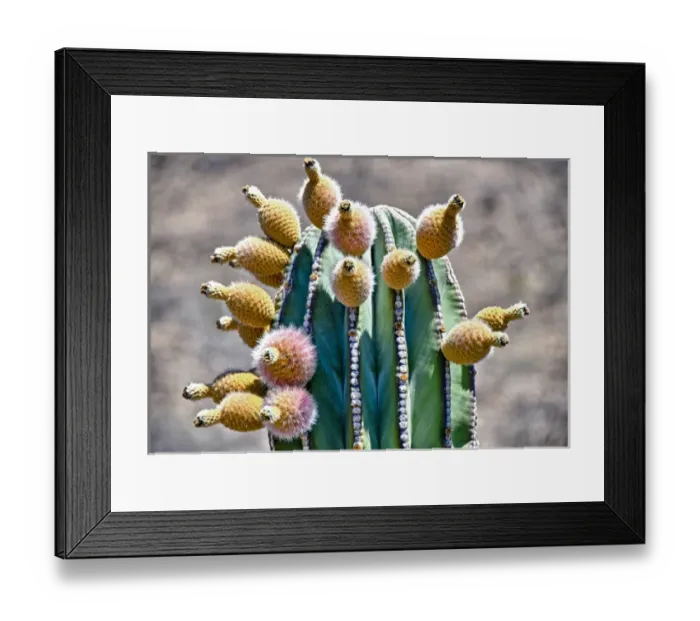 Framed Print : Isla de Espiritu Santo, Baja, Mexico, Pachycereus pringlei, cardo n cactus with fruit Framed Print : Isla de Espiritu Santo, Baja, Mexico, Pachycereus pringlei, cardo n cactus with fruit