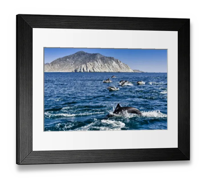 Framed Print : Cabo Pulmo, Mexico, Common Dolphin, Delphinus delphis, swimming in the Sea of Cortez Framed Print : Cabo Pulmo, Mexico, Common Dolphin, Delphinus delphis, swimming in the Sea of Cortez