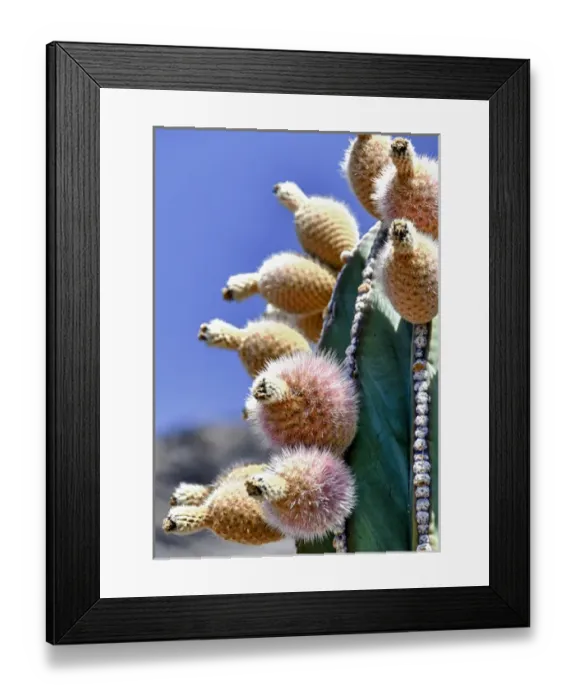 Framed Print : Isla de Espiritu Santo, Baja, Mexico, Pachycereus pringlei, cardo n cactus, close-up of fruit Framed Print : Isla de Espiritu Santo, Baja, Mexico, Pachycereus pringlei, cardo n cactus, close-up of fruit