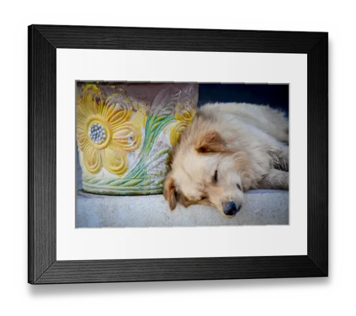 Framed Print : Cabo Pulmo, Mexico, Dog siesta with painted clay pot. MR Framed Print : Cabo Pulmo, Mexico, Dog siesta with painted clay pot. MR