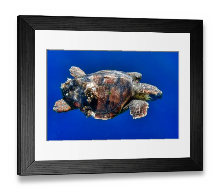 Framed Print : Cabo Pulmo, Mexico, Caretta caretta, Loggerhead Sea Turtle with barnacles swimming Framed Print : Cabo Pulmo, Mexico, Caretta caretta, Loggerhead Sea Turtle with barnacles swimming