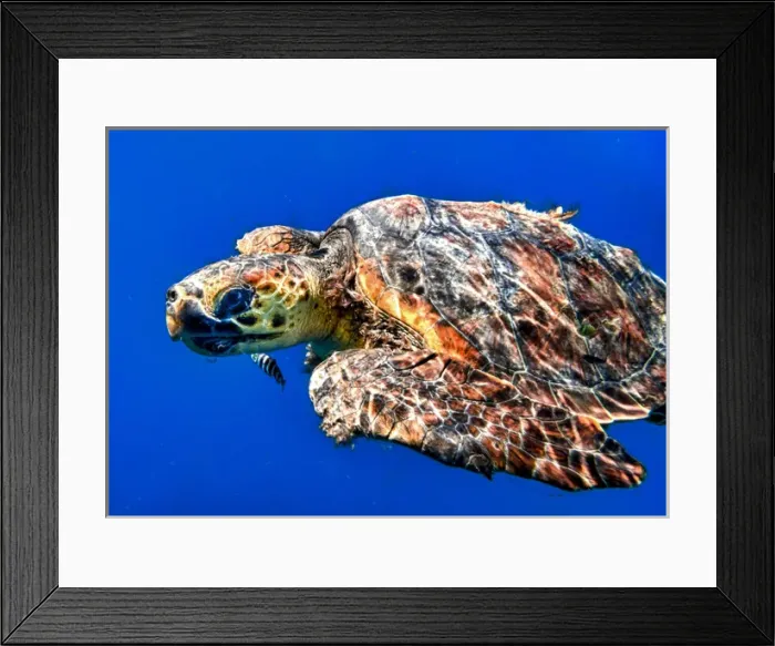 Framed Print : Cabo Pulmo, Mexico, Caretta caretta, Loggerhead Sea Turtle underwater swimming in Framed Print : Cabo Pulmo, Mexico, Caretta caretta, Loggerhead Sea Turtle underwater swimming in