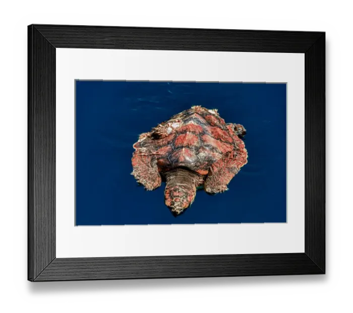 Framed Print : Cabo Pulmo, Mexico, Caretta caretta, Loggerhead Sea Turtle with barnacles swimming