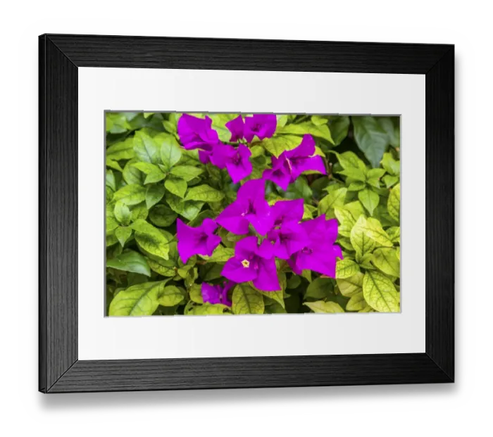 Framed Print : Purple Bougainvillea Green Leaves San Miguel de Allende Mexico Bougainvillea Spectablis