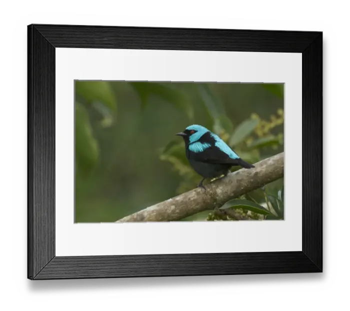 Framed Print : A scarlet-thighed Dacnis, Cacnis venusta, Anton el Valle, Panama Framed Print : A scarlet-thighed Dacnis, Cacnis venusta, Anton el Valle, Panama