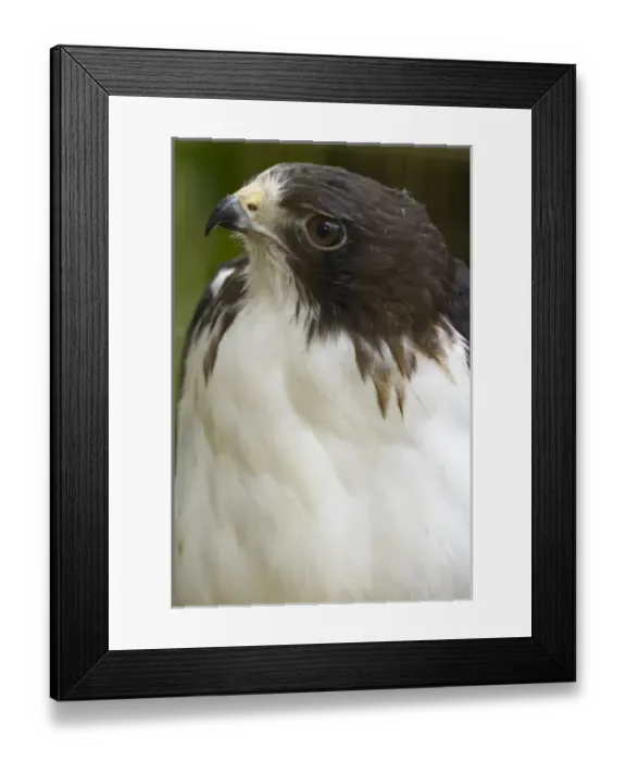 Framed Print : White-tailed hawk, Buto albicaudatus (captive), in Anton el Valle, Panama Framed Print : White-tailed hawk, Buto albicaudatus (captive), in Anton el Valle, Panama