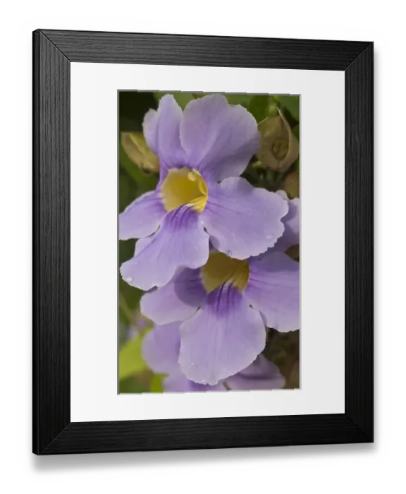 Framed Print : A flower blooms in Pedasi on Panamas Azuero peninsula