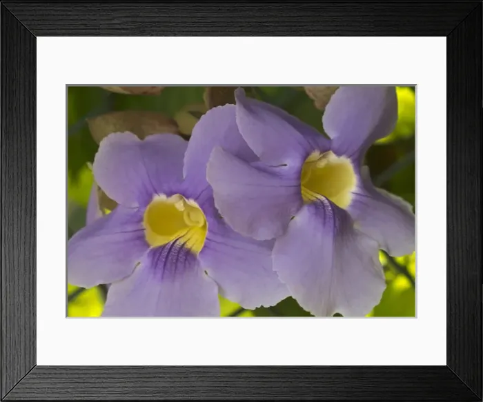 Framed Print : A flower blooms in Pedasi on Panamas Azuero peninsula Framed Print : A flower blooms in Pedasi on Panamas Azuero peninsula