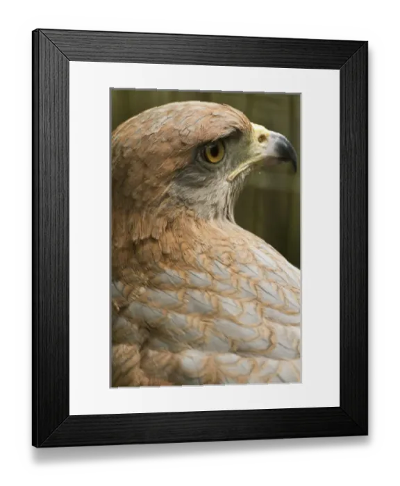 Framed Print : Savannah hawk, Buteogallus meridionalis, (captive), Anton el Valle, Panama