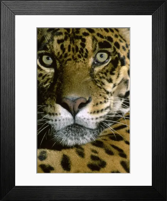 Framed Print : Jaguar Face (Panthera onca), Amazon Basin, Peru Framed Print : Jaguar Face (Panthera onca), Amazon Basin, Peru