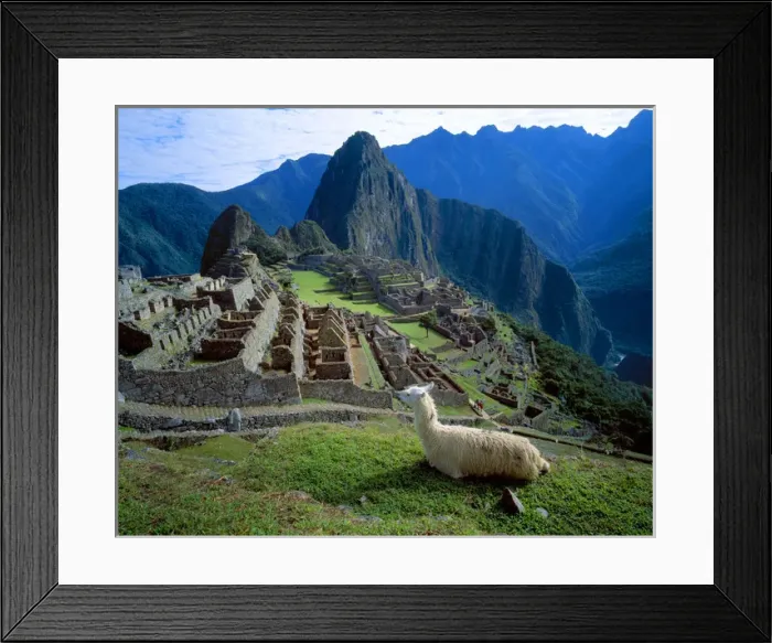 Framed Print : South America, Peru. A llama rests on a hill overlooking the ruins of Machu Picchu Framed Print : South America, Peru. A llama rests on a hill overlooking the ruins of Machu Picchu