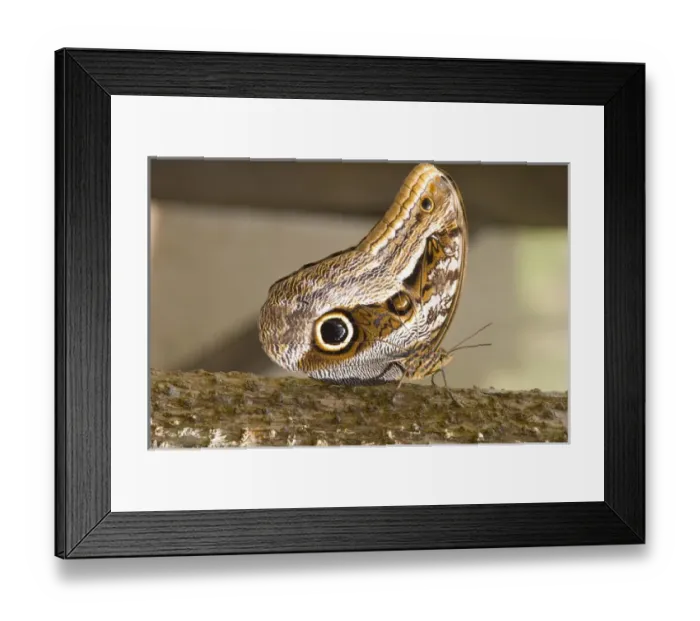 Framed Print : OWl Butterfly, Butterfly Aviary, Agua Caliente, Sacred Valley, Province of Urubamba Framed Print : OWl Butterfly, Butterfly Aviary, Agua Caliente, Sacred Valley, Province of Urubamba