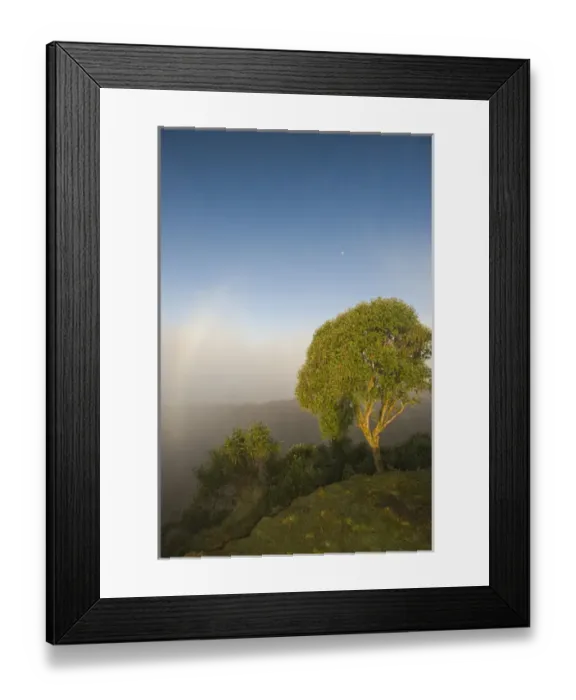 Framed Print : Tree in sunlight Tres Cruces Region of Manu, UNESCO Biosphere Reserve; World Natural Framed Print : Tree in sunlight Tres Cruces Region of Manu, UNESCO Biosphere Reserve; World Natural