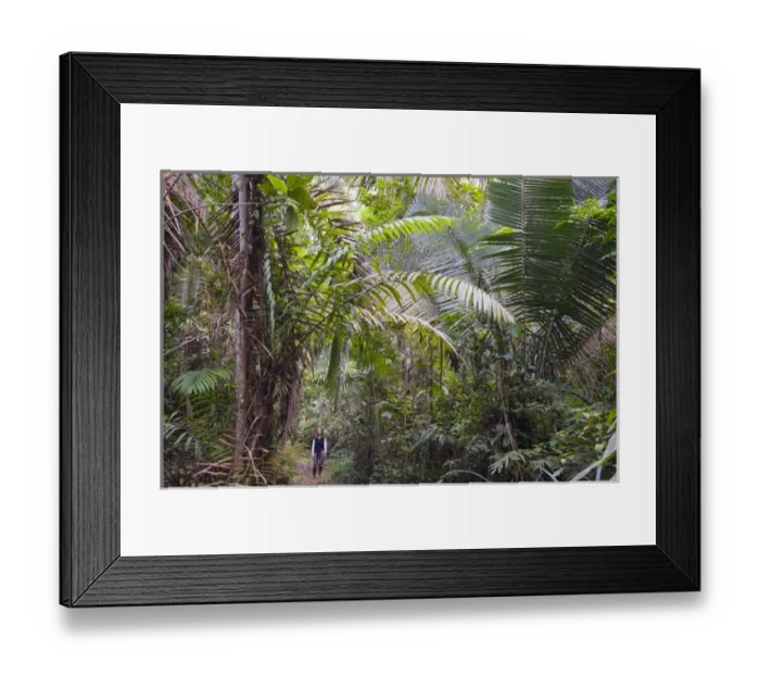 Framed Print : Woman in rainforest, Left- Acai Palm, right- Chapaja Palm, UNESCO Biosphere Reserve Framed Print : Woman in rainforest, Left- Acai Palm, right- Chapaja Palm, UNESCO Biosphere Reserve