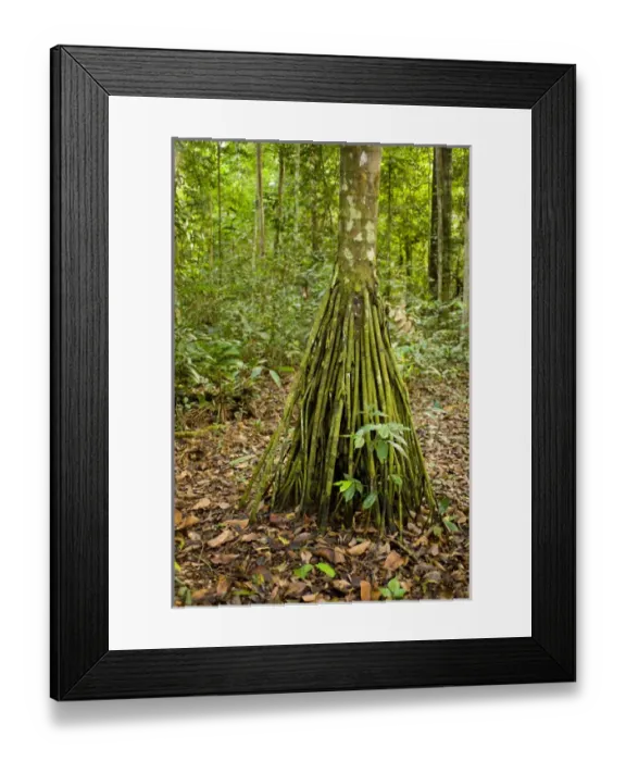 Framed Print : Pona Palm, root system in neotropic only 40cm for all trees and dead leaves tree