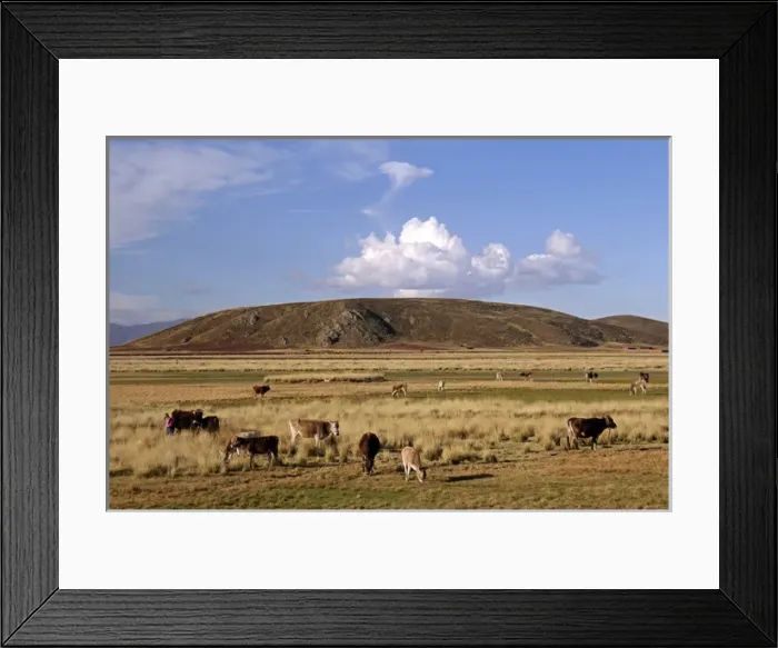Framed Print : South America, Peru, the Andes. Cows grazing on an Andean plateau