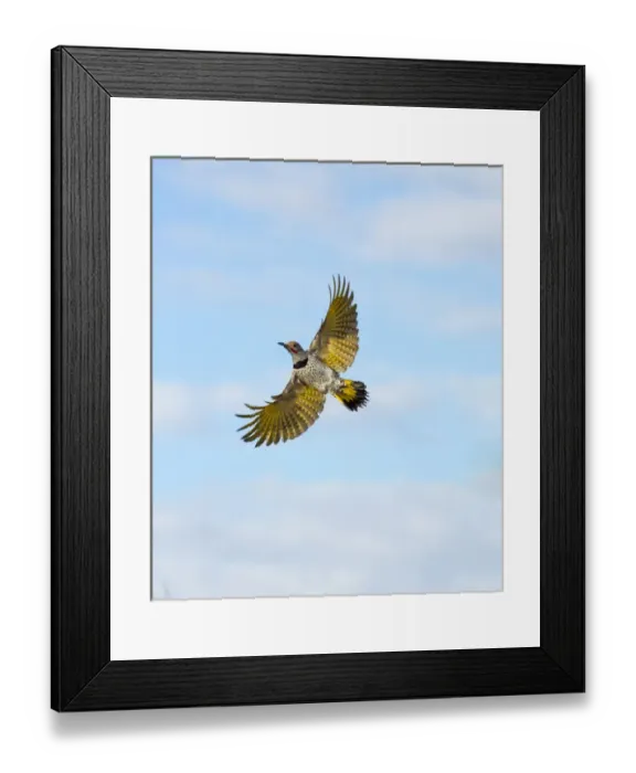 Framed Print : USA, Arizona, Buckeye. Male gilded flicker in flight Framed Print : USA, Arizona, Buckeye. Male gilded flicker in flight
