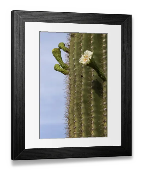 Framed Print : USA, Arizona, Tucson, Tucson Mountian Park Framed Print : USA, Arizona, Tucson, Tucson Mountian Park