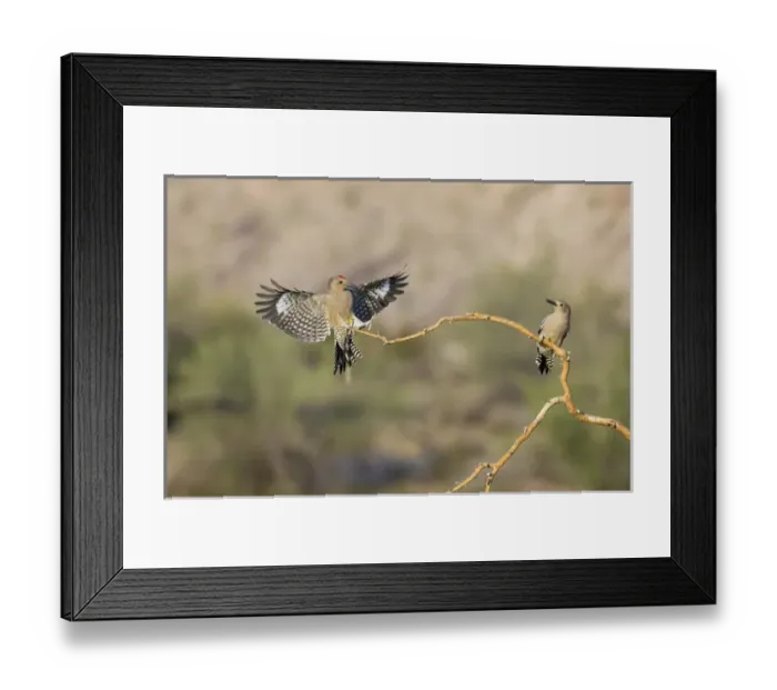 Framed Print : USA, Arizona, Buckeye. Two male gila woodpeckers on dead branch Framed Print : USA, Arizona, Buckeye. Two male gila woodpeckers on dead branch