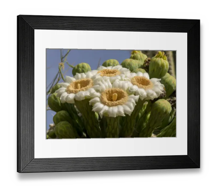 Framed Print : USA, Arizona, Tucson, Tucson Mountian Park Framed Print : USA, Arizona, Tucson, Tucson Mountian Park