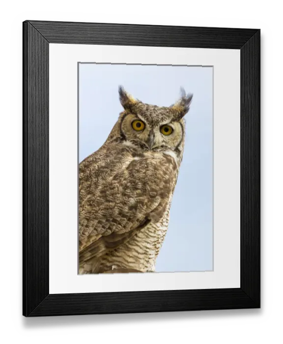 Framed Print : USA, Arizona, Buckeye. Great horned owl perched on house Framed Print : USA, Arizona, Buckeye. Great horned owl perched on house