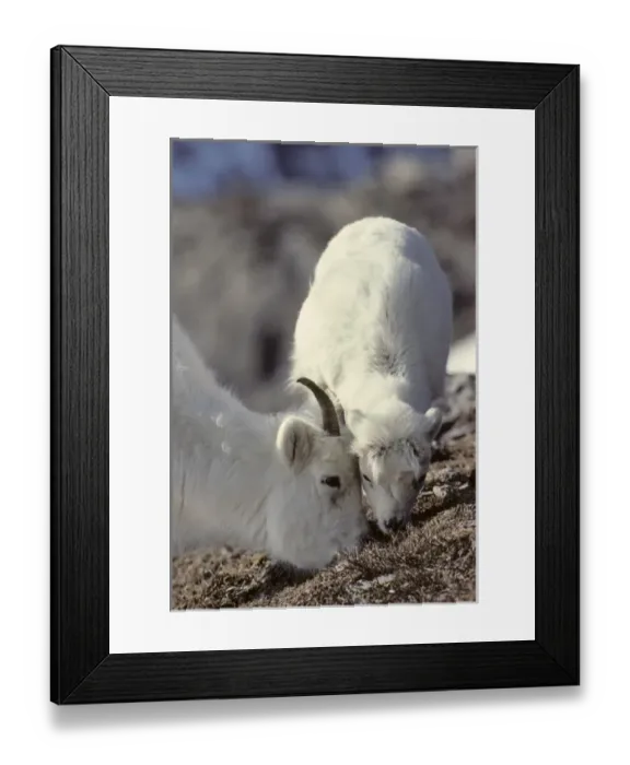 Framed Print : USA, Alaska, Dall Sheep, Ewe, Ewe and Lamb, Denali National Park Framed Print : USA, Alaska, Dall Sheep, Ewe, Ewe and Lamb, Denali National Park