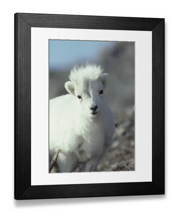 Framed Print : USA, Alaska, Dall Sheep, Dall Lamb, Lamb, Denali National Park
