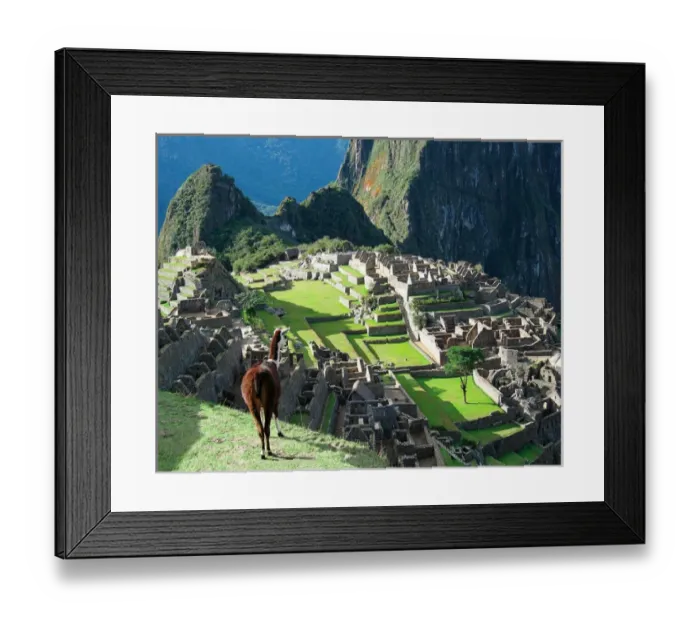 Framed Print : Peru, Machu Picchu, Llama overlooks the lost city Framed Print : Peru, Machu Picchu, Llama overlooks the lost city