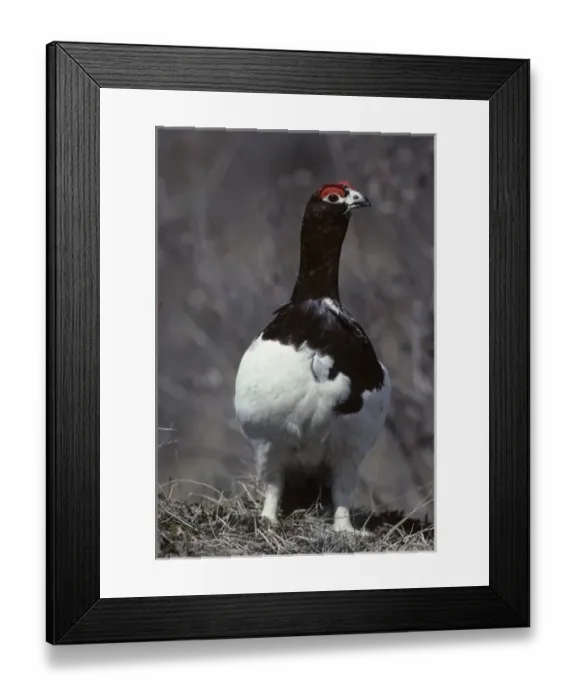 Framed Print : USA, Alaska, Willow Ptarmigan, Denali National Park Framed Print : USA, Alaska, Willow Ptarmigan, Denali National Park