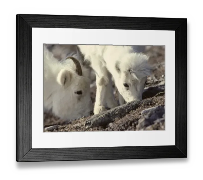 Framed Print : USA, Alaska, Dall Sheep, Ewe, Ewe and Lamb, Denali National Park