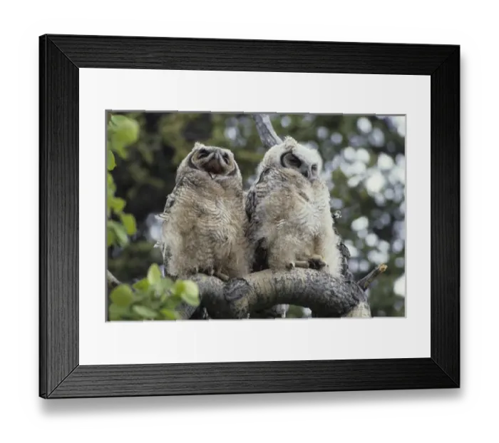 Framed Print : USA, Alaska, Juvenile Great Horned Owl Framed Print : USA, Alaska, Juvenile Great Horned Owl
