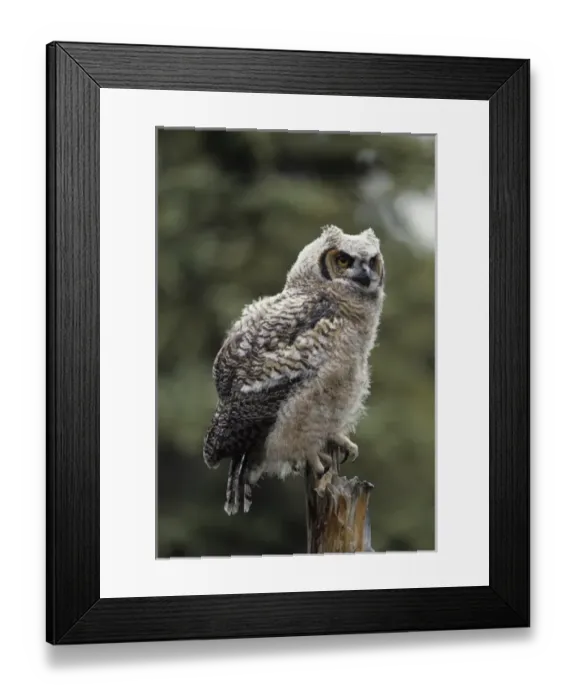 Framed Print : USA, Alaska, Juvenile Great Horned Owl