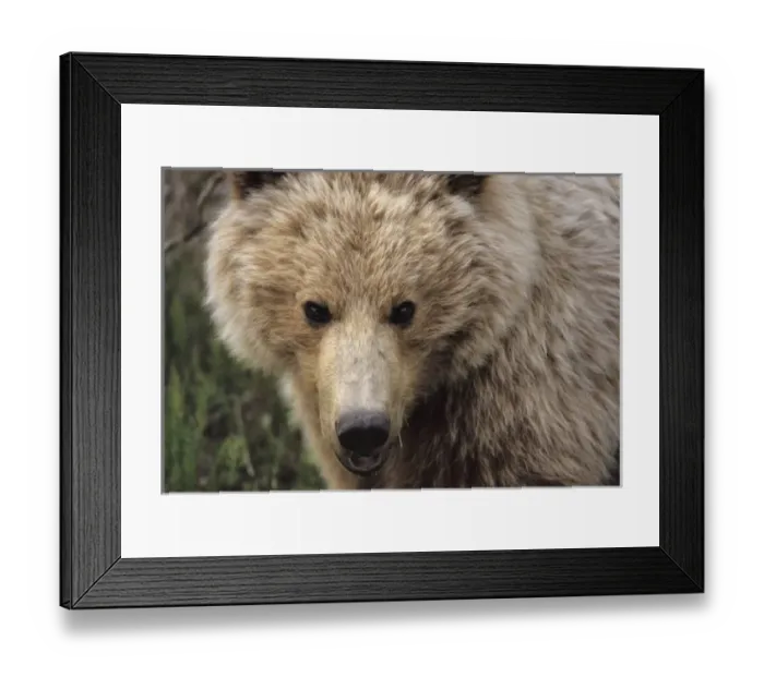 Framed Print : USA, Alaska, Grizzly Bear, Denali National Park Framed Print : USA, Alaska, Grizzly Bear, Denali National Park
