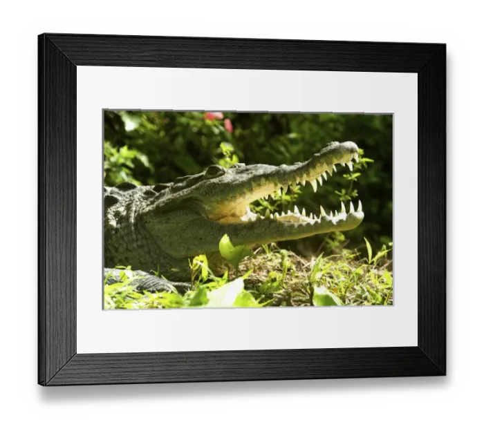 Framed Print : American crocodile (Crocodylus acutus) Costa Rica Framed Print : American crocodile (Crocodylus acutus) Costa Rica