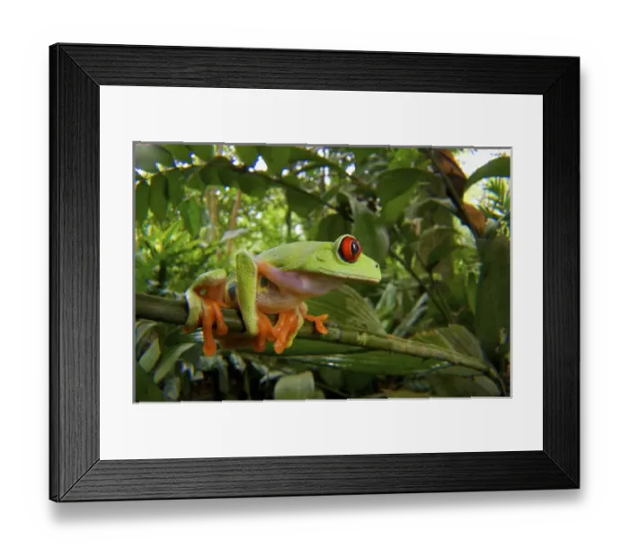 Framed Print : Red-Eyed Tree Frog (Agalychnis calidryas), Central America Red-eyed Treefrog (Agalychnis Framed Print : Red-Eyed Tree Frog (Agalychnis calidryas), Central America Red-eyed Treefrog (Agalychnis