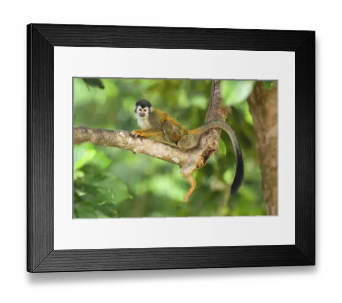 Framed Print : Central American squirrel monkey (Saimiri oerstedii) is a squirrel monkey species