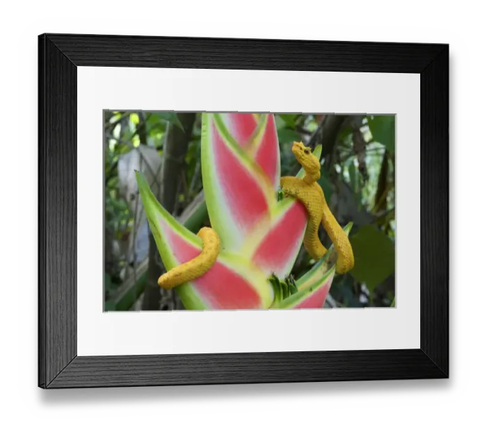 Framed Print : Eyelash Viper (Bothriechis schlegelii) is a venomous pitviper species found in Central Framed Print : Eyelash Viper (Bothriechis schlegelii) is a venomous pitviper species found in Central