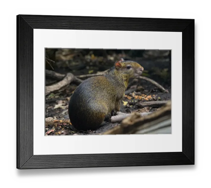 Framed Print : Central American Agouti (Dasyprocta punctata), Costa Rica Framed Print : Central American Agouti (Dasyprocta punctata), Costa Rica
