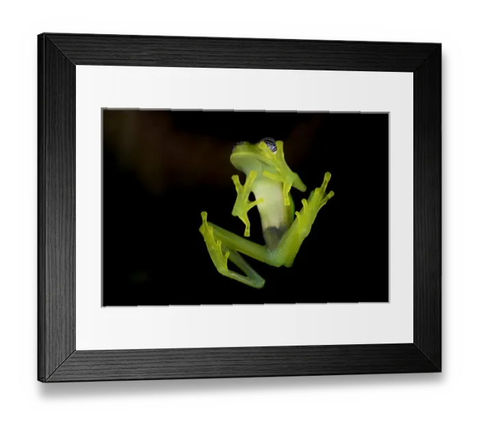 Framed Print : Fleischmanns Glass Frog (Hyalinobatrachium fleischmanni), Costa Rica Framed Print : Fleischmanns Glass Frog (Hyalinobatrachium fleischmanni), Costa Rica