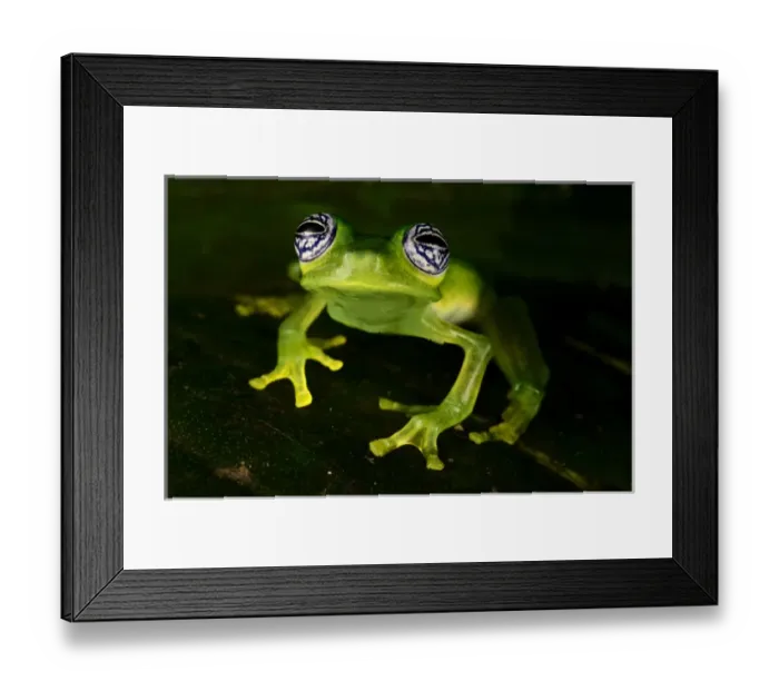 Framed Print : Fleischmanns Glass Frog (Hyalinobatrachium fleischmanni), Costa Rica Framed Print : Fleischmanns Glass Frog (Hyalinobatrachium fleischmanni), Costa Rica