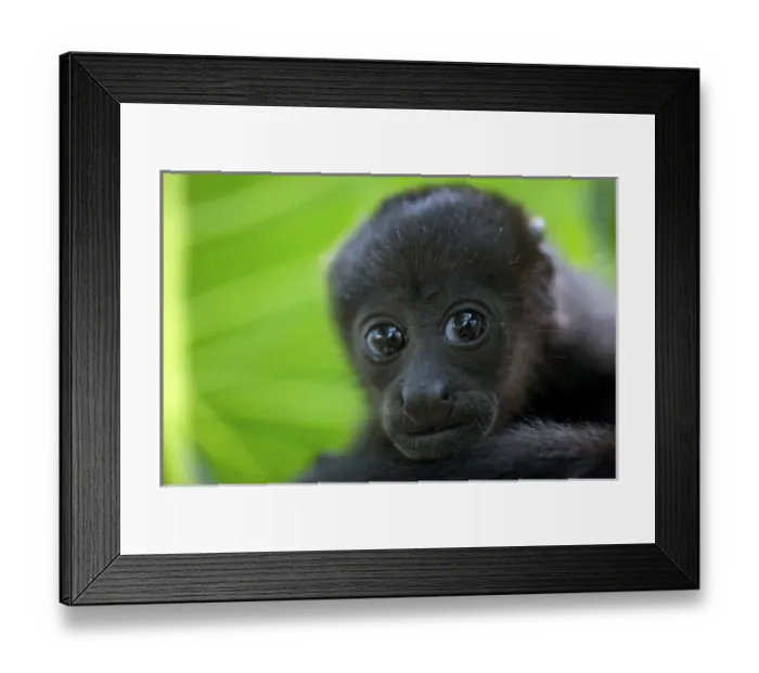 Framed Print : Mantled howler monkey (Alouatta palliata), Costa Rica. The mantled howler (Alouatta palliata) Framed Print : Mantled howler monkey (Alouatta palliata), Costa Rica. The mantled howler (Alouatta palliata)
