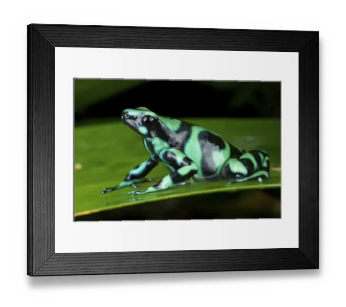 Framed Print : Green and Black Poison Dart Frog, Dendrobates auratus, also known as the green