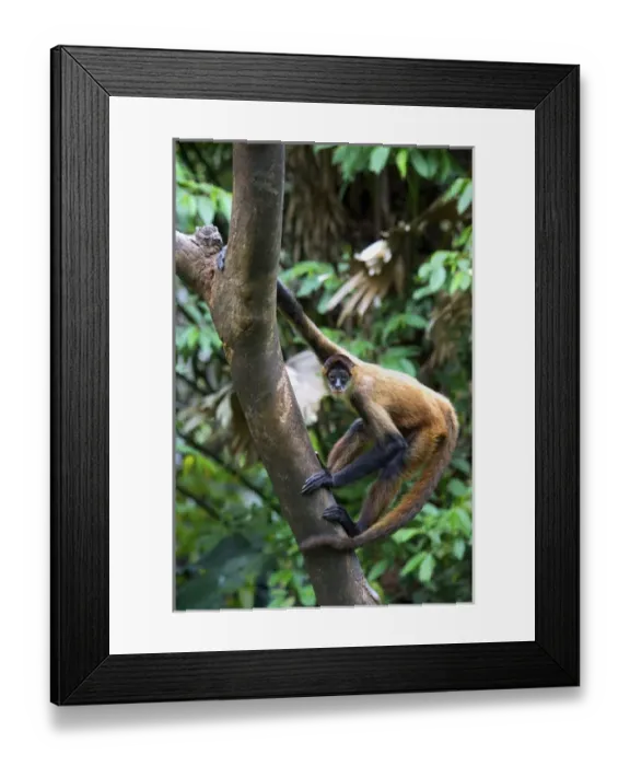 Framed Print : Geoffroys spider monkey, Ateles geoffroyi, also known as black-handed spider monkey