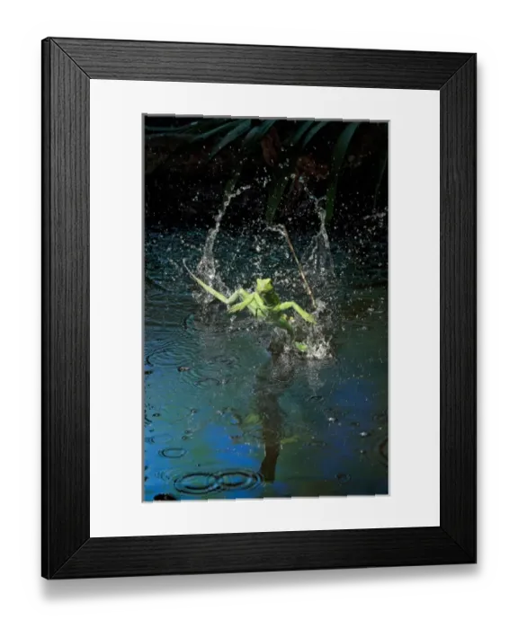 Framed Print : Green basilisk or plumed basilisk running on water (Basiliscus plumifrons), Costa Rica Framed Print : Green basilisk or plumed basilisk running on water (Basiliscus plumifrons), Costa Rica