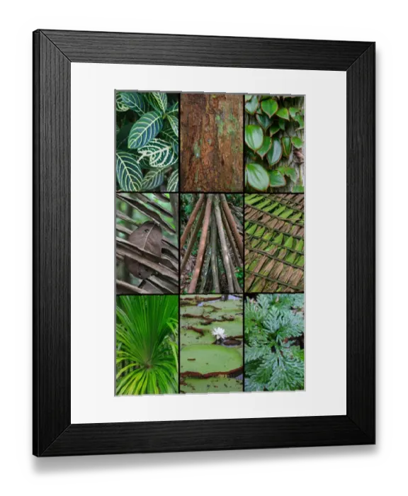 Framed Print : A poster featuring plants found in the Jungles of the Peruvian Rainforest Framed Print : A poster featuring plants found in the Jungles of the Peruvian Rainforest